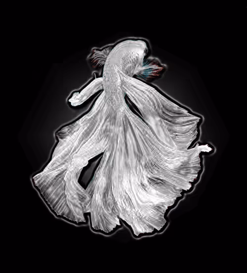 Item #73423654428024661336379470947819889295714855264791127270755008401698260516904 Media