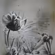 4489577099021727306306556806844304969386677914183245495578243499387716108289