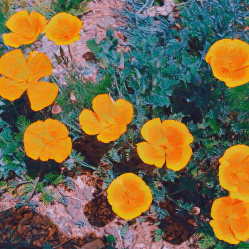 Item #43190579806433981010774040212734353374582811192863113586455236142995886571521 Media