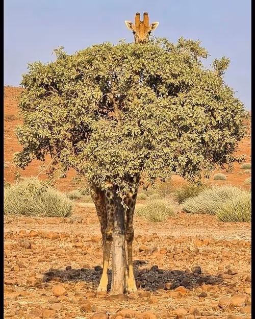 Item #83462484926125179177933876272722647181473475967863052278931111162523701739521 Media