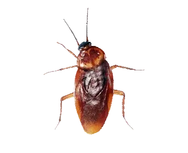 Untitled Collection #93737304