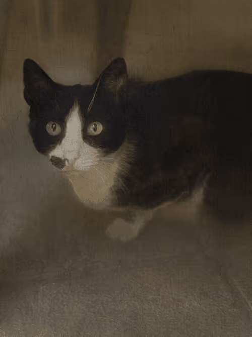 Item #102650025238985064889532626323507420633017859616961165632132730412499571048449 Media