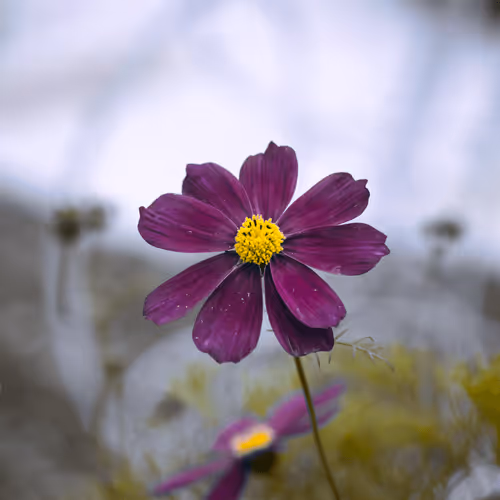 Item #84009224688457436911077818242985162617127929827345760770995272771875788292097 Media