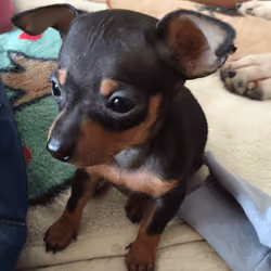 doggy