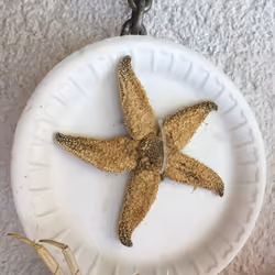 Dried Original Big starfish