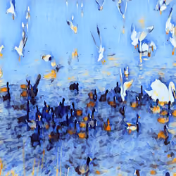 Water Birds