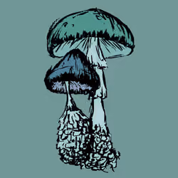 Two Shrooms #4