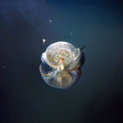 Item #4750064852715738149564930854294668621974194112560083604087540718249894215681 Media