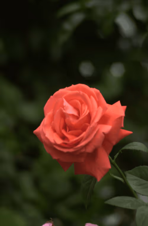 Item #56943947837122673731930897750220814689639948529564795848618456963853374717953 Media