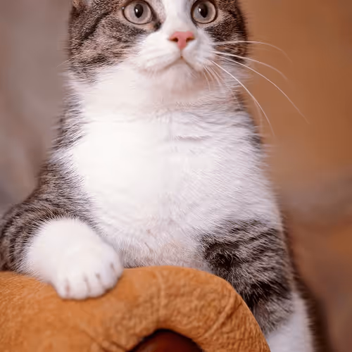 Untitled Collection #34236296