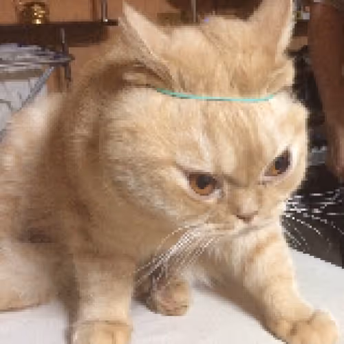 Item #23090246354587497146574793377749271353316401357394469943940169952388620222465 Media