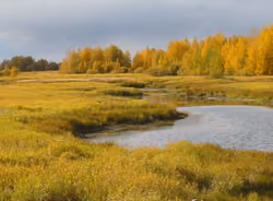 Golden Autumn