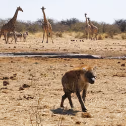 Hyena and giraffes