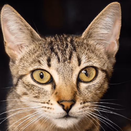 Item #106393158711752592444527764053332067386103257112262188176365275208875453186049 Media