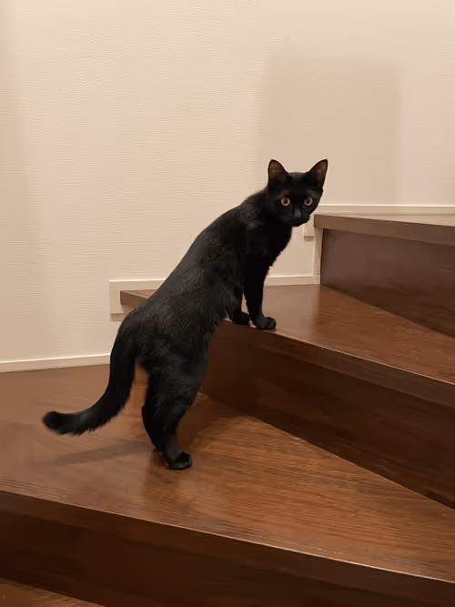 Item #57432309319676179700798702069366385585354272226932054472084541906750520950785 Media