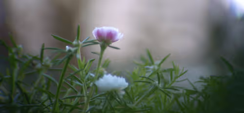 Item #78774018974347764357765192518377150739749637856503949941232678365497028247553 Media