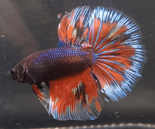 Item #76093963924936973222684762009084726555674488189040824510729450757105905565697 Media