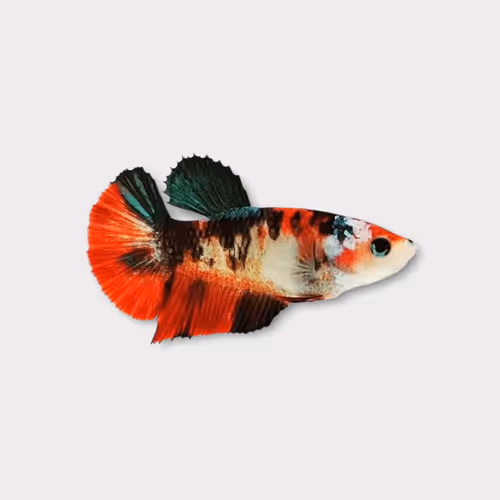 Item #22500392105474070130466108516619626333115346841346024857682996704700209823745 Media