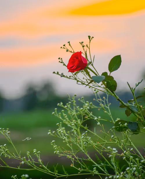 Item #9104047852343460824823657095955061139286762947505329334286274243395193929729 Media