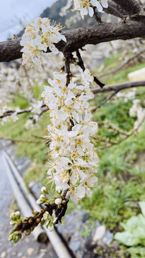 Item #55498827453282751112994663474612527609893380765469579837476847575934867341322 Media