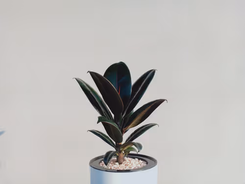 Untitled Collection #50361475