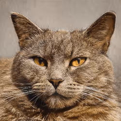 106393158711752592444527764053332067386103257112262188176365271302310639697921