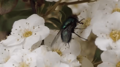 Item #98679578177621649628089872010712381059223698631184272161596299630059970363393 Media