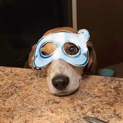 beagle bagel masked party beagel 