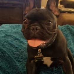 Diesel the French Bulldog #9