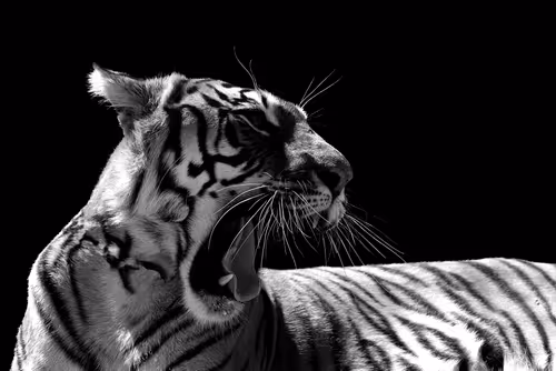 Item #28567716502395368545190530539508003003615259793471226078435859194581820112946 Media