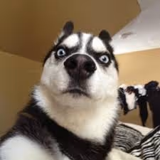 wut?