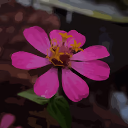Zinnia