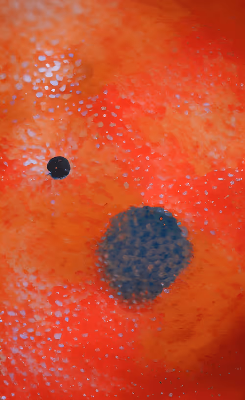 Item #33658068214124606526408519477365417891869138646691449972780118636023039131649 Media