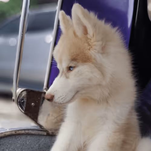 Item #58835359871793248116647993945907080245738143909356775405551556796232687943681 Media