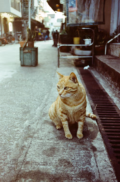 Item #25255888101002382068529850944543426464407705804600295961589146196150755262465 Media