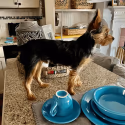 Frankie The Yorkie #0028