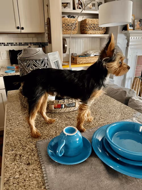 Item #88066140528539479869456014744410398514327997074780151392509103660830753292289 Media