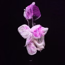 Deep Space Aliens #1 - Pink Dragon Jelly Still 1/1