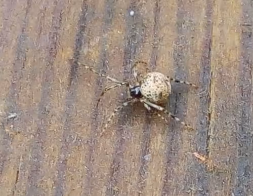 Item #18279368597565041265121237626867746954701071610314993633361532902709731000321 Media