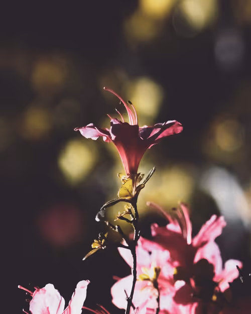 Item #61140817841535323188943582947873458398896939162862574355994582695248041869322 Media