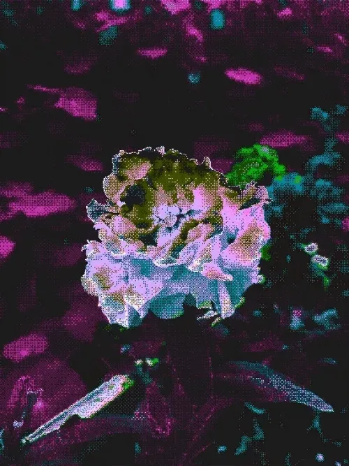 Item #101161116903279979508954088036057856282764512549626493702997161971338511908865 Media