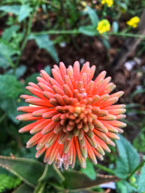 Item #66820219221198918858103330238748166887962299943803224281381121411673835438081 Media