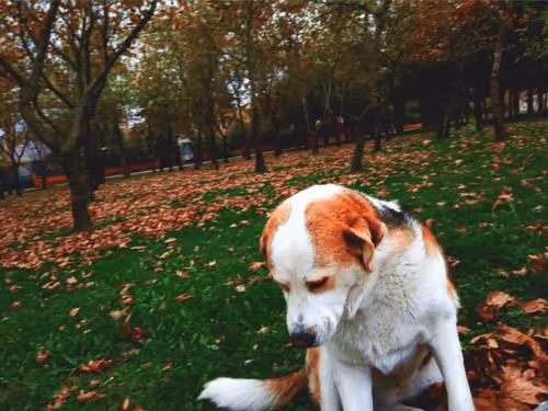 Untitled Collection #182180507