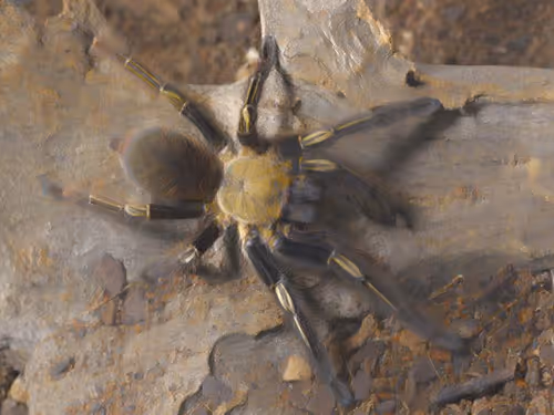 Item #40646351602563922133697867033878850405605105589938510297000370431517570105354 Media