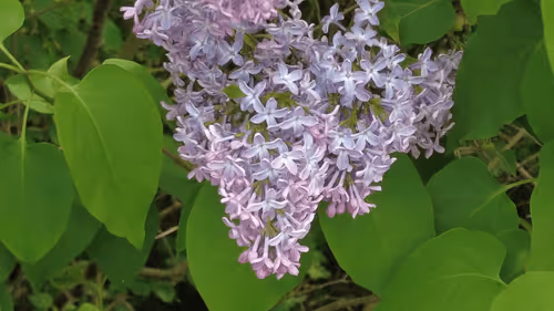 Item #98679578177621649628089872010712381059223698631184272161596299649851179663361 Media