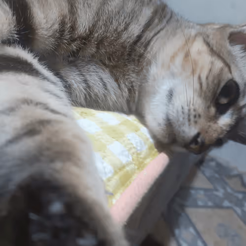 Item #4206968959528382267850550168117913088191590325513865346546053369250457845761 Media