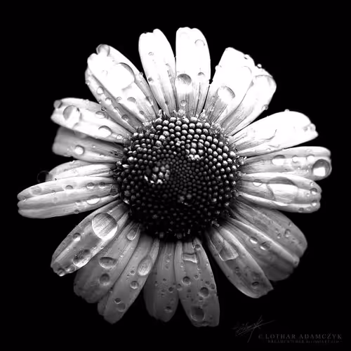 Item #113065873903366828743744079288708835697083018334279533284549130252624930537473 Media