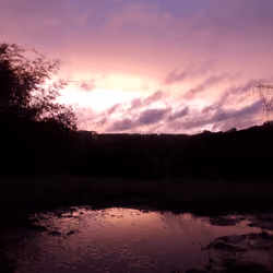 Pink-Purple