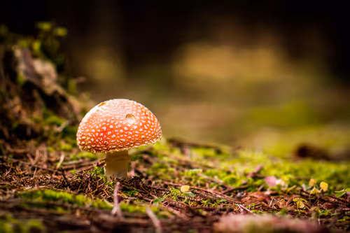 Item #64713155281190120806625528010509445569029273032710388433466982017773546242049 Media