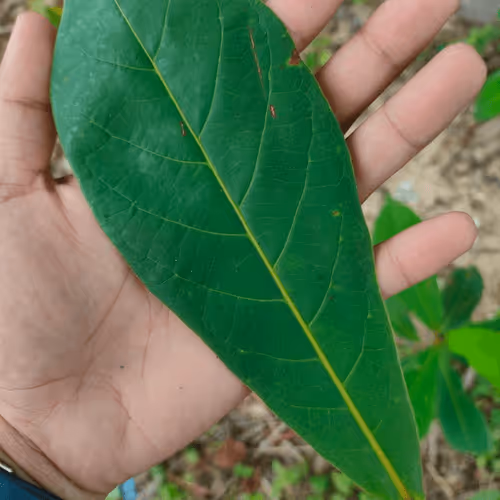 Item #31081804352330578596568685091517160537930858517835942894700269925141546270721 Media